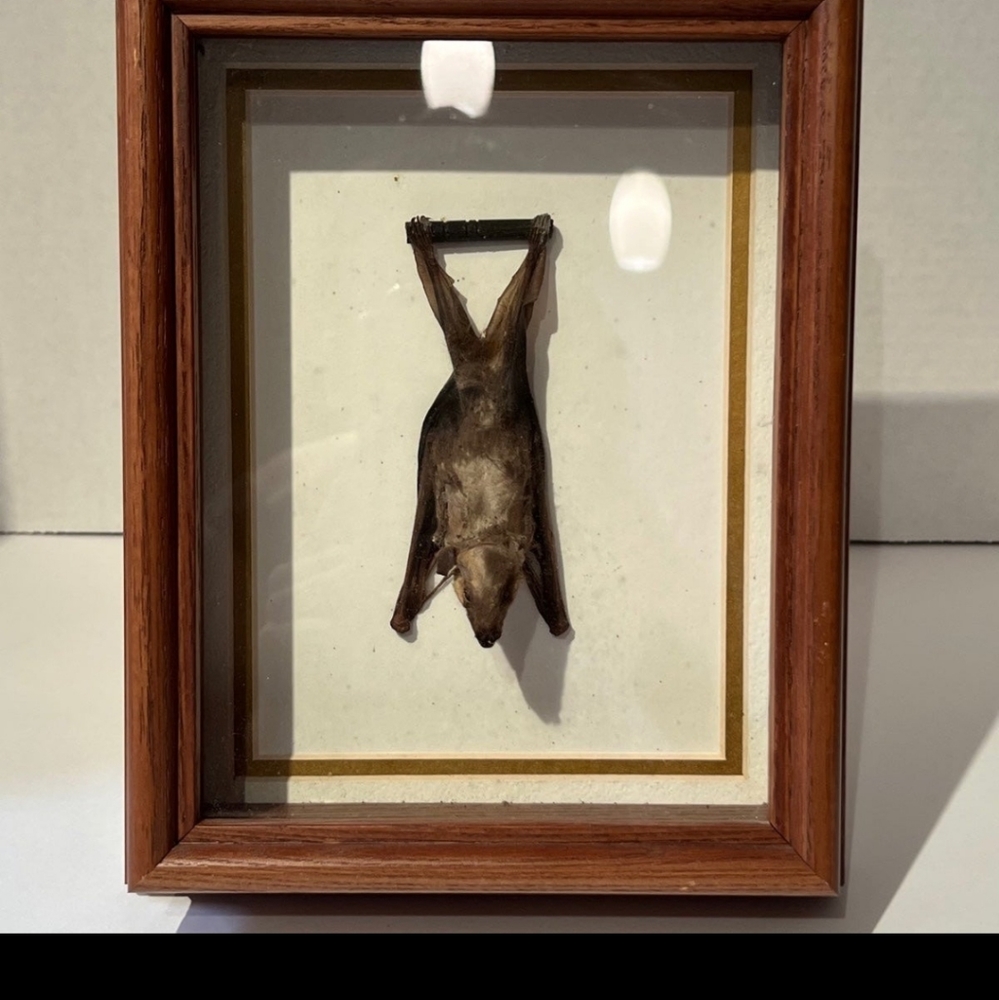 Real bat taxidermy in wall mount frame